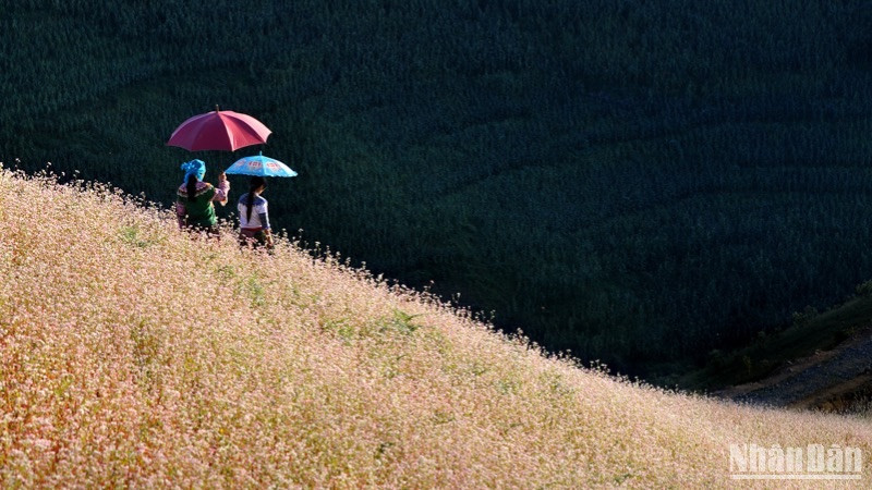 Cánh đồng tam giác mạch ở Hà Giang. (Ảnh: VŨ LINH)