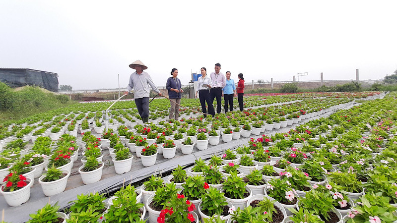 Gia đình chị Nguyễn Thị Thu Hà ở ấp 3, xã Bình Chánh, huyện Bình Chánh (Thành phố Hồ Chí Minh) vay 100 triệu đồng từ chương trình hỗ trợ tạo việc làm của Ngân hàng Chính sách xã hội để trồng hoa phục vụ dịp Tết Nguyên đán Giáp Thìn 2024.