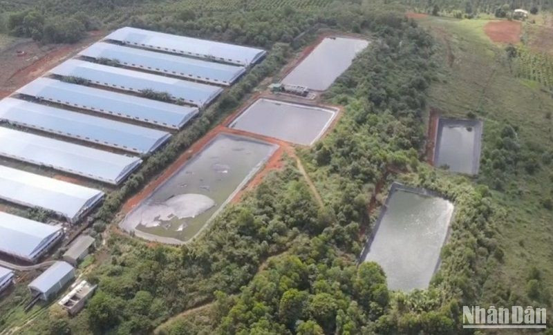Trong năm 2023 tỉnh Đắk Nông và Sở Tài nguyên và Môi trường ban hành 27 Quyết định xử phạt các trang trại chăn nuôi heo vì vi phạm các quy định về bảo vệ môi trường, với số tiền phạt gần 5 tỷ đồng.
