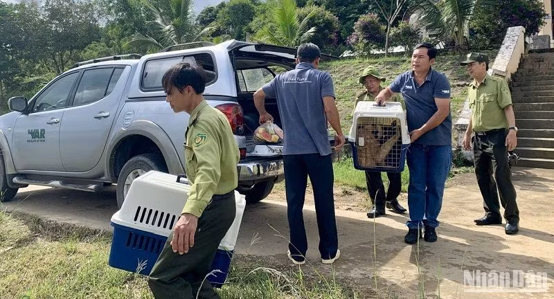 Các cá thể vượn đen má hung được vận chuyển đến Vườn quốc gia Tà Đùng để thả về môi trường tự nhiên.