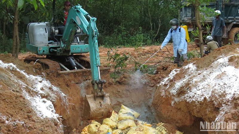 Lực lượng chức năng Quảng Ngãi tiêu hủy gia cầm mắc bệnh.