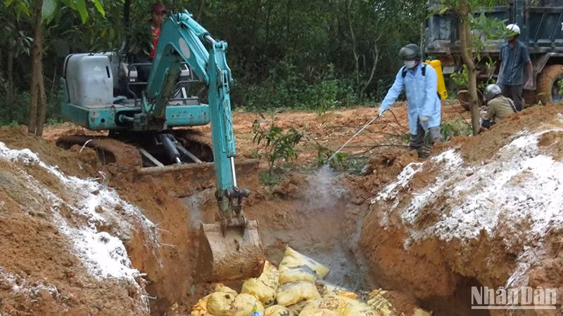 Lực lượng chức năng Quảng Ngãi tiêu hủy gia cầm mắc bệnh.