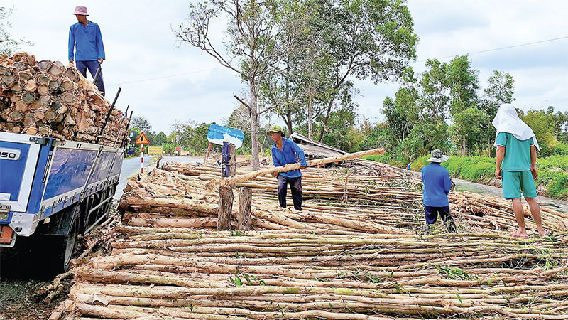 Chợ tràm U Minh Hạ.
