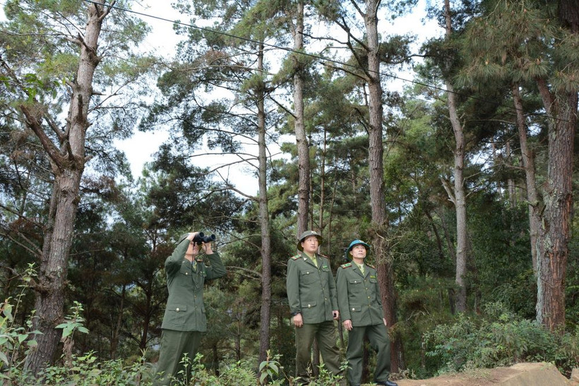 Cán bộ Kiểm lâm Trạm Tấu kiểm tra rừng trồng.