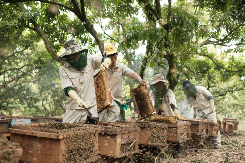 Trang trại nuôi ong đạt chuẩn của Honeco.