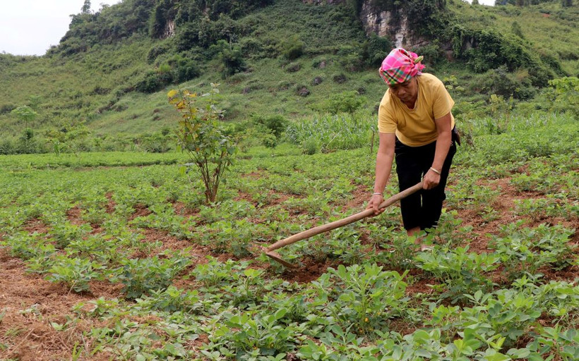 Người dân bản Quyết Tiến thị trấn Tủa Chùa chăm sóc cây lạc được hỗ trợ từ dự án.
