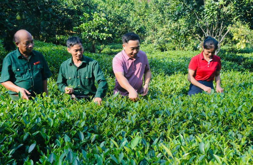 Hướng dẫn bà con thu hái chè sạch tại vườn. 