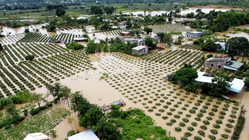 Hàng chục căn nhà cùng hàng trăm ha thanh long trên địa bàn xã Tân Lập và thị trấn Thuận Nam, huyện Hàm Thuận Nam (Bình Thuận) bị ngập úng do mưa lớn.