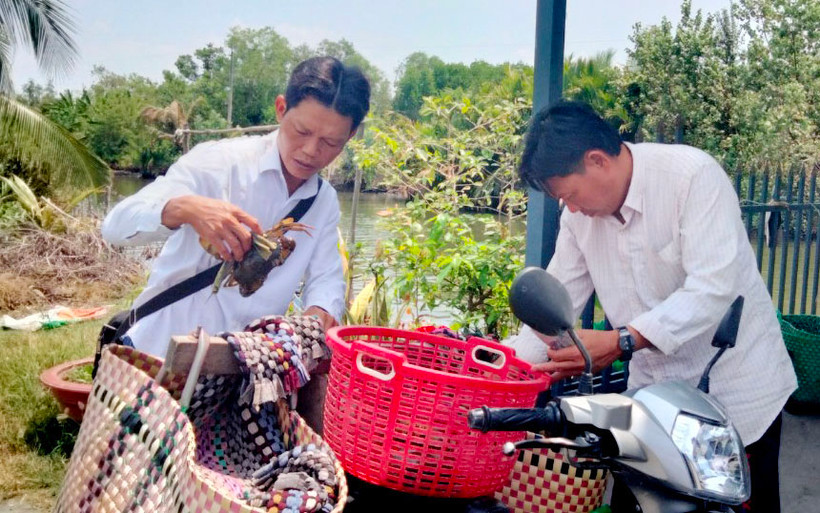 Thương lái thu mua cua của nông dân huyện Vĩnh Thuận, tỉnh Kiên Giang.