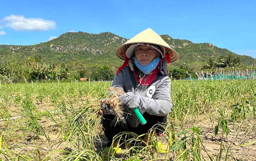Chị Nguyễn Thị Ngân, thôn Thái An, xã Vĩnh Hải, huyện Ninh Hải, tỉnh Ninh Thuận chua xót trước cảnh khi thu hoạch củ tỏi quá nhỏ, thương lái không thu mua, phải nhổ bỏ. 