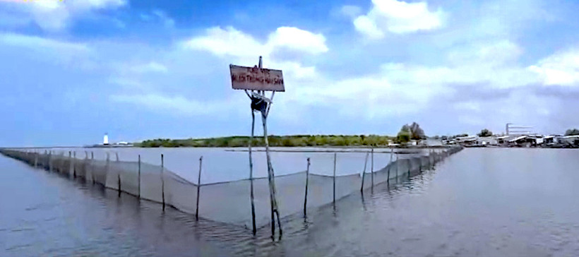 Khu vực ven biển Sông Đốc (huyện Trần Văn Thời, tỉnh Cà Mau) bao chiếm nuôi sò huyết trái phép bị buộc trả lại hiện trạng ban đầu.