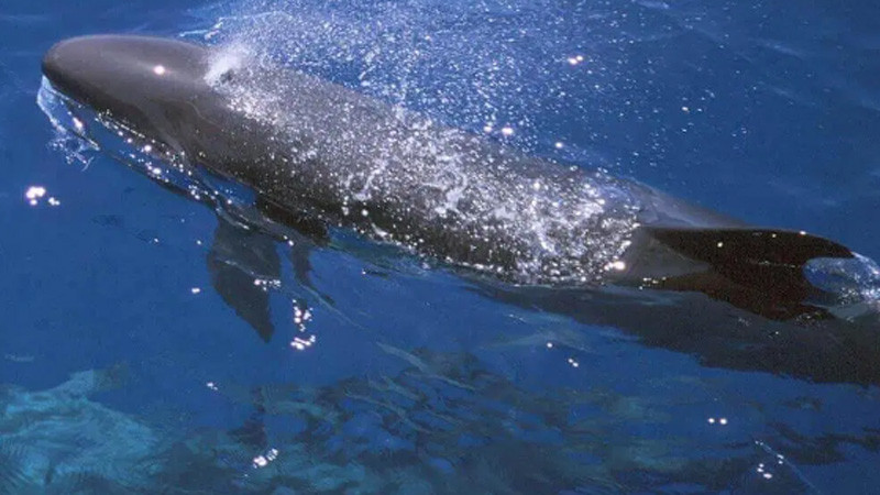 Cá voi sát thủ giả. Ảnh: Oceaninfo.