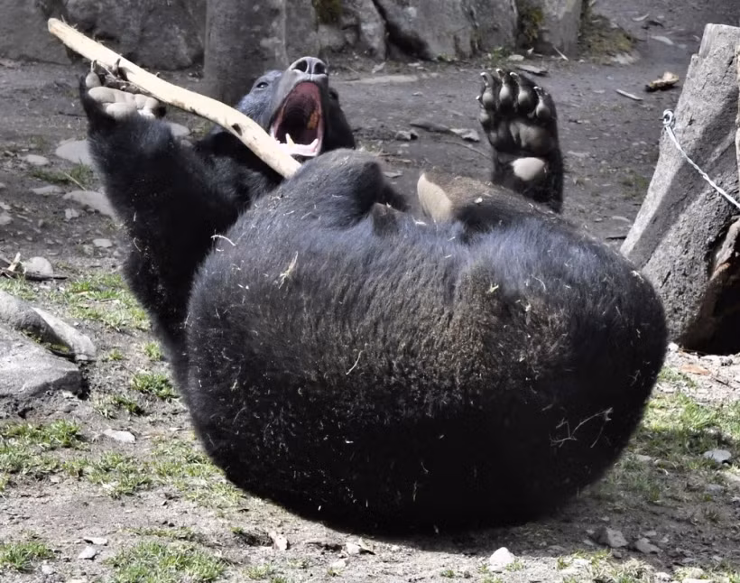 Gấu đen tại vườn thú Yagiyama ở Sendai, tỉnh Miyagi, Đông Bắc Nhật Bản. (Ảnh: Kyodo/TTXVN)