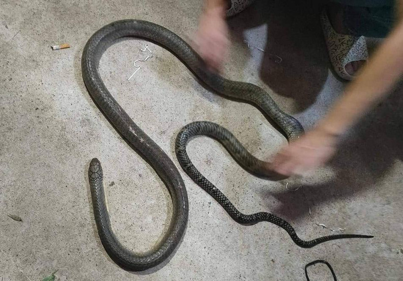 Con rắn hổ mang chúa cắn nạn nhân tử vong.
