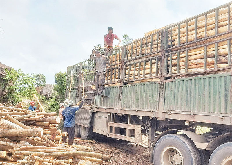 Năm nay, giá keo rừng trồng đạt ngưỡng cao nhất, người dân Sông Hinh phấn khởi mở rộng diện tích trên đất kém hiệu quả.