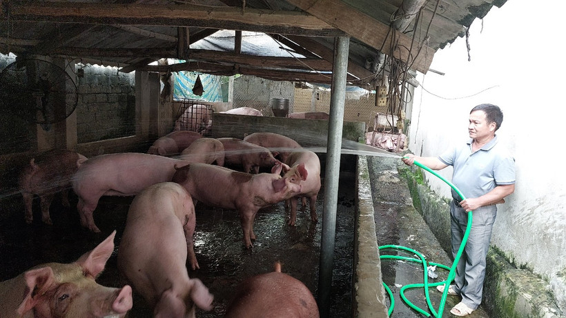 Từ nguồn vốn chính sách, gia đình anh Đinh Công Thái, dân tộc Mường ở xã Yên Sơn, huyện Thanh Sơn phát triển chăn nuôi cho thu nhập hàng trăm triệu đồng/năm.