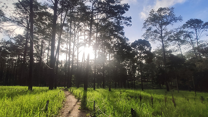 Rừng thông trên núi Kirirom thuộc tỉnh Kampong Speu. (Ảnh minh họa: Nguyễn Hiệp)