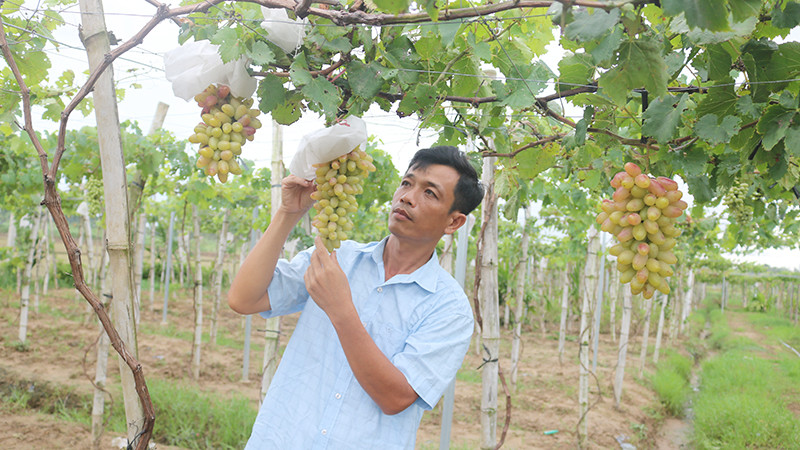 Anh Trần Văn Mến đang theo dõi và chăm sóc vườn nho của gia đình.