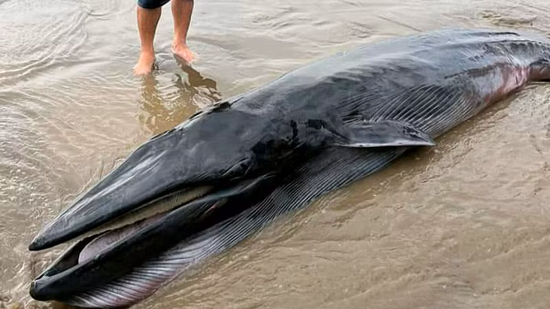 Cá ông trôi dạt vào bờ biển xã Đông Hải, huyện Duyên Hải, tỉnh Trà Vinh.