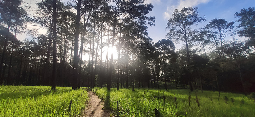 Rừng thông trên núi Kirirom thuộc tỉnh Kampong Speu (Ảnh: Nguyễn Hiệp)