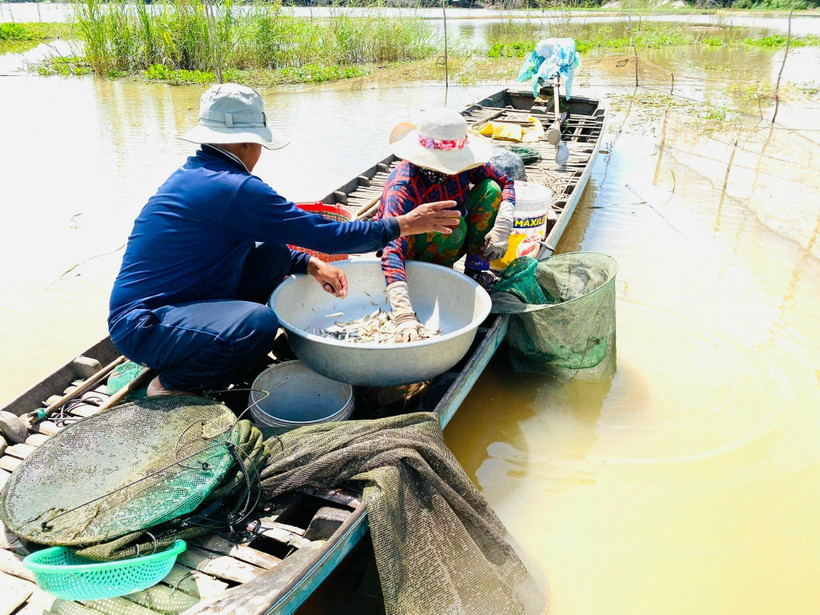 Mực nước tại trạm Châu Đốc trên sông Hậu đang nhích lên nhưng lượng cá tôm chưa nhiều. Ảnh: Công Hân