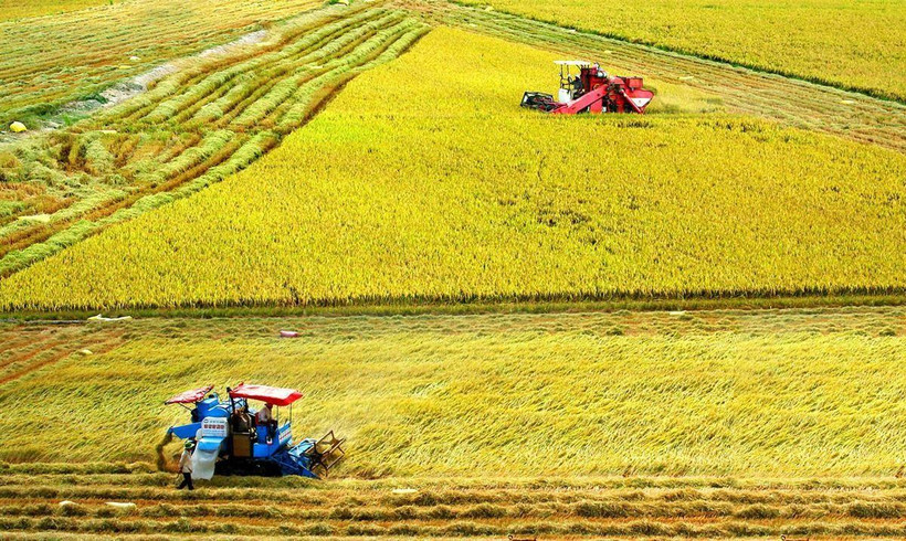 Thu hoạch lúa ở đồng bằng sông Cửu Long.