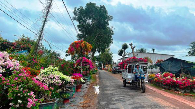 Tỉnh Bến Tre đang hoàn thiện chuỗi giá trị nghề sản xuất cây giống, hoa kiểng.