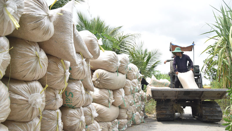 Lúa để ven bờ kênh ở xã Thạnh Lộc, huyện Cai Lậy (Tiền Giang) chờ thương lái đến thu mua.