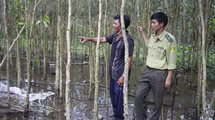 Nhiều diện tích tràm đã và đang phát huy hiệu quả trên vùng đất trũng, phèn của Hậu Giang.