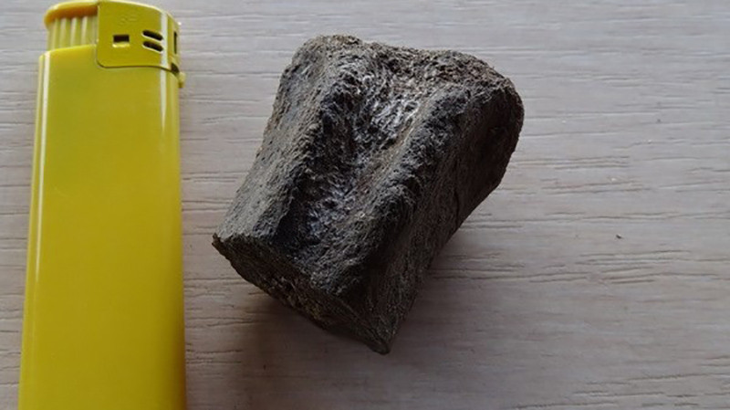 Một đốt sống hóa thạch được phát hiện trong chuyến thám hiểm "Trun 2023". (Nguồn: BTA/TTXVN)