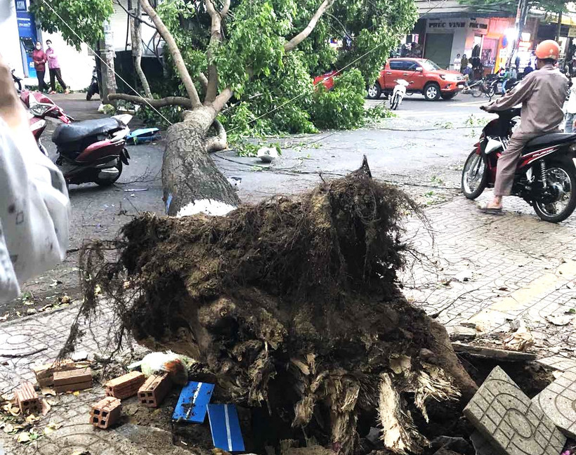 Một cây xanh hàng chục năm tuổi trên đường Y Jút, thành phố Buôn Ma Thuột bị bật gốc đổ ngã ra đường vào chiều 22/4.