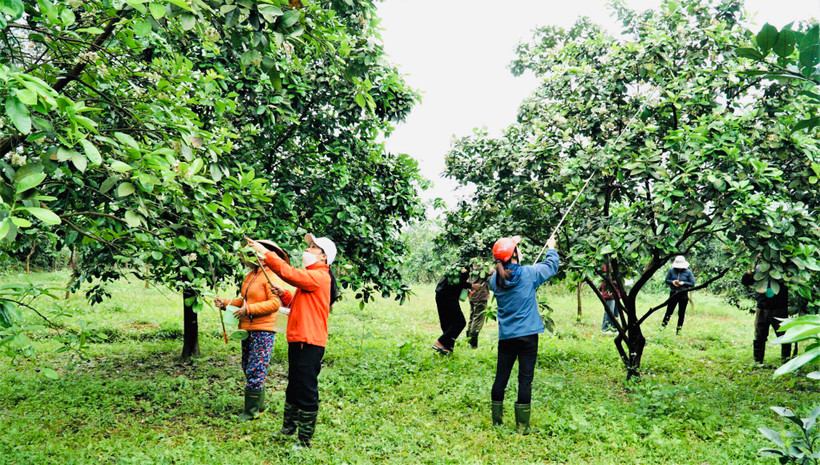 Bà con nông dân tranh thủ thời tiết thuận lợi "se duyên"cho bưởi Phúc Trạch.