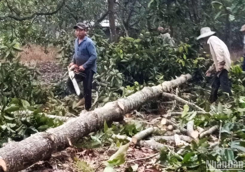 Hiện trường vụ phá rừng phòng hộ tại tiểu khu 205, Phân trường Trản Táo.