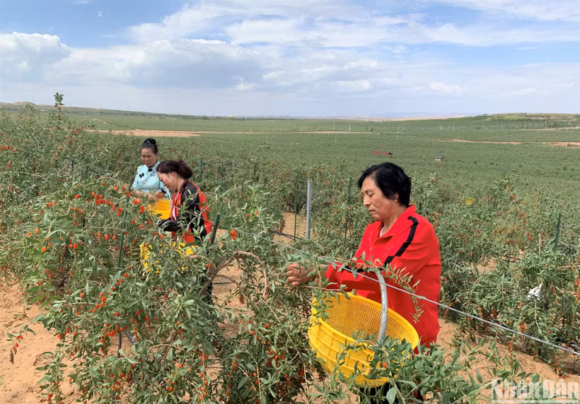 Người nông dân thu hoạch kỷ tử tại khu tự trị Ninh Hạ, Trung Quốc. (Ảnh: HỮU HƯNG)