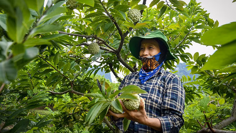 Người dân huyện Chi Lăng, tỉnh Lạng Sơn thu hoạch na. (Ảnh: Thành Đạt)