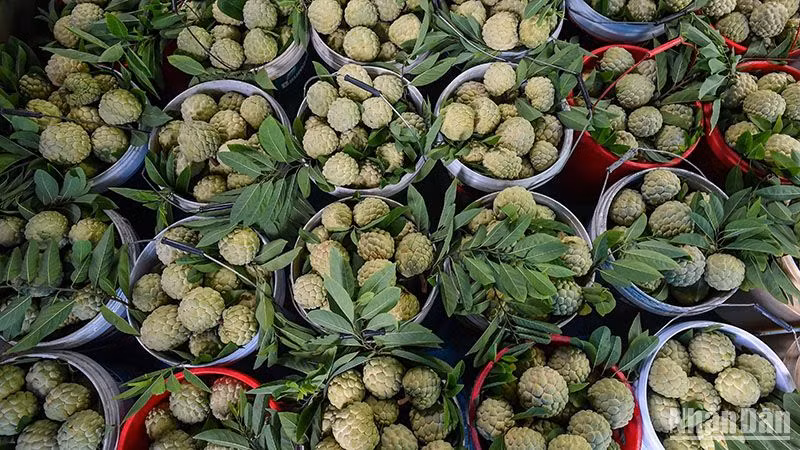 Trái na Chi Lăng của tỉnh Lạng Sơn. (Ảnh: Thành Đạt) 