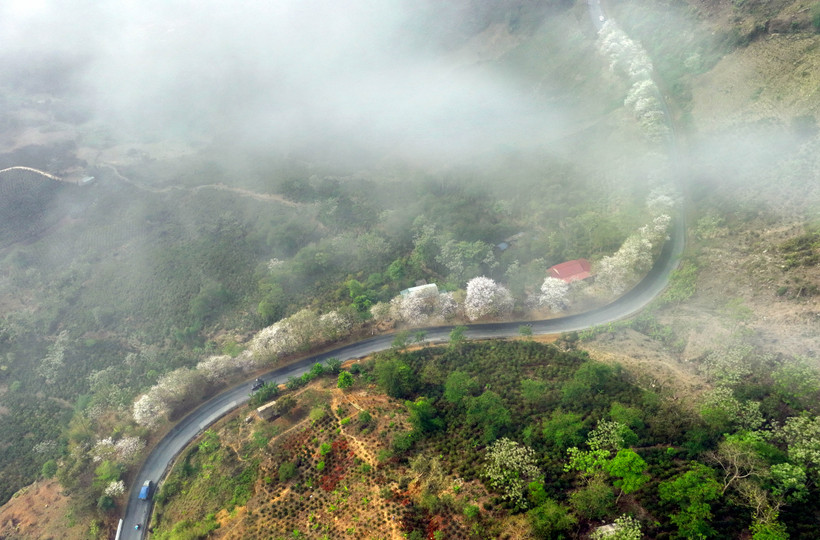 Ngỡ lạc chốn thần tiên trên những cung đường Tây Bắc mùa hoa ban nở.