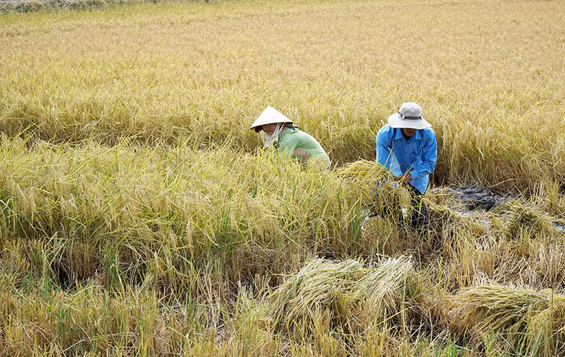 Nông dân Sóc Trăng thu hoạch lúa hữu cơ.