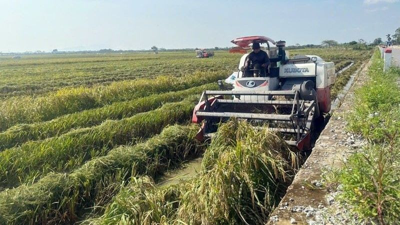 Thu hoạch lúa tại huyện Chương Mỹ. 