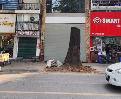 Hình ảnh cây sao đen trước nhà số 65 phố Lò Đúc bị chết, trước khi bị chặt hạ vào tháng 3/2024.