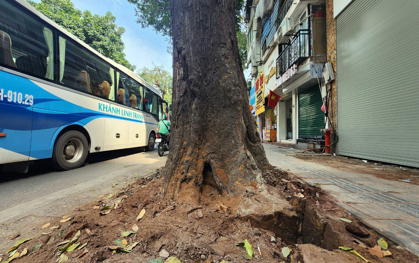 Việc cây sao đen trên phố Lò Đúc chết khô gây bức xúc trong dư luận.