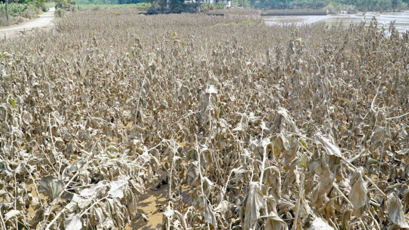 Cơn bão số 3 đã biến vùng dâu tằm ở xã Việt Thành - “thủ phủ” nghề trồng dâu, nuôi tằm của huyện Trấn Yên trở nên tan hoang, xơ xác. (Ảnh: Báo Yên Bái) 