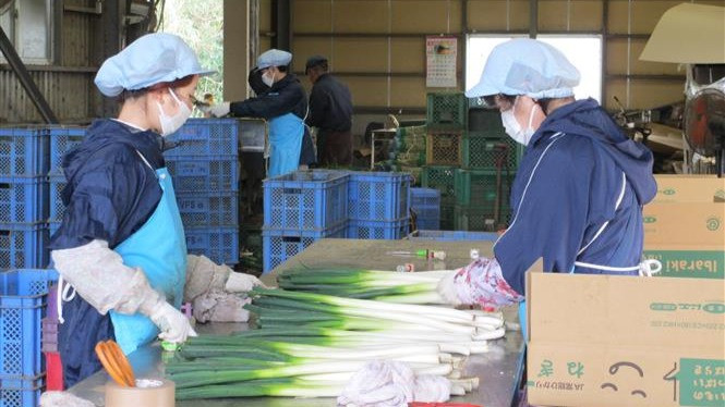Các thực tập sinh Việt Nam tại Công ty cổ phần Carry System ở tỉnh Ibaraki, Nhật Bản. (Ảnh: TTXVN) 
