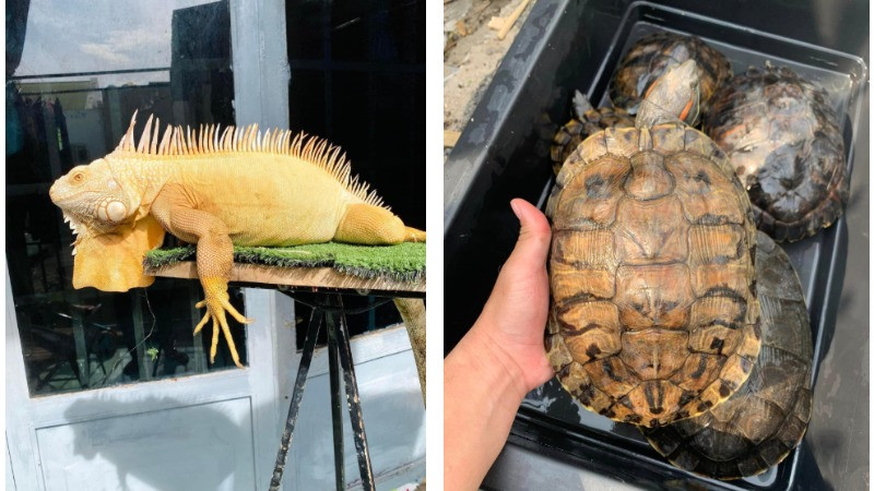 Rồng đất Nam Mỹ và rùa tai đỏ là 2 trong số những loài ngoại lai thường bị buôn bán ở Việt Nam. (Ảnh: ENV) 