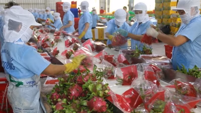 Sơ chế thanh long xuất khẩu ở Tiền Giang. (Ảnh minh họa: TTXVN) 