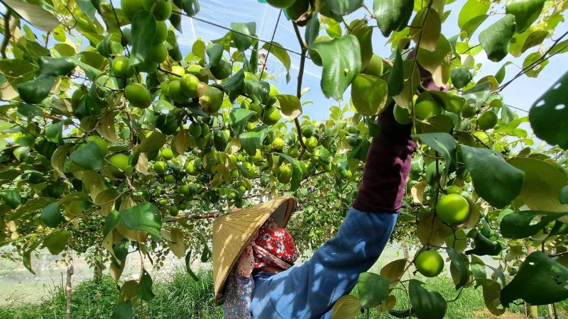 Ninh Thuận có nhiều lợi thế để phát triển ngành Halal. (Ảnh: TTXVN) 