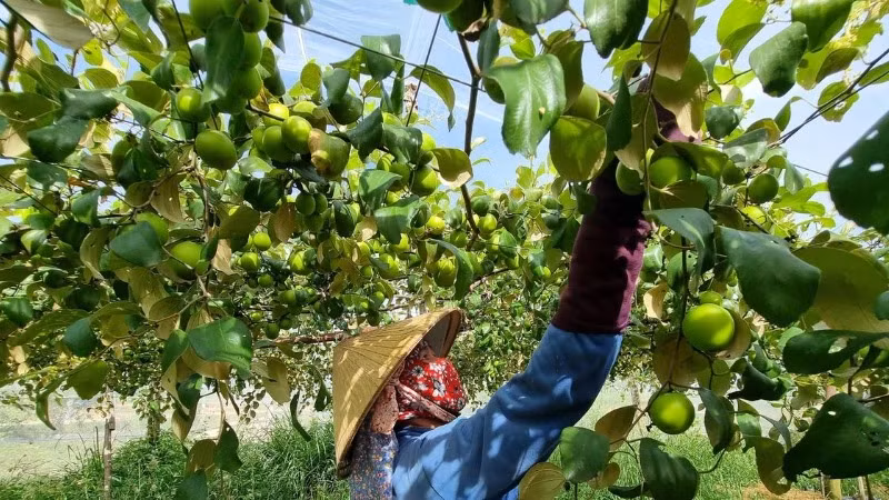 Ninh Thuận có nhiều lợi thế để phát triển ngành Halal. (Ảnh: TTXVN) 