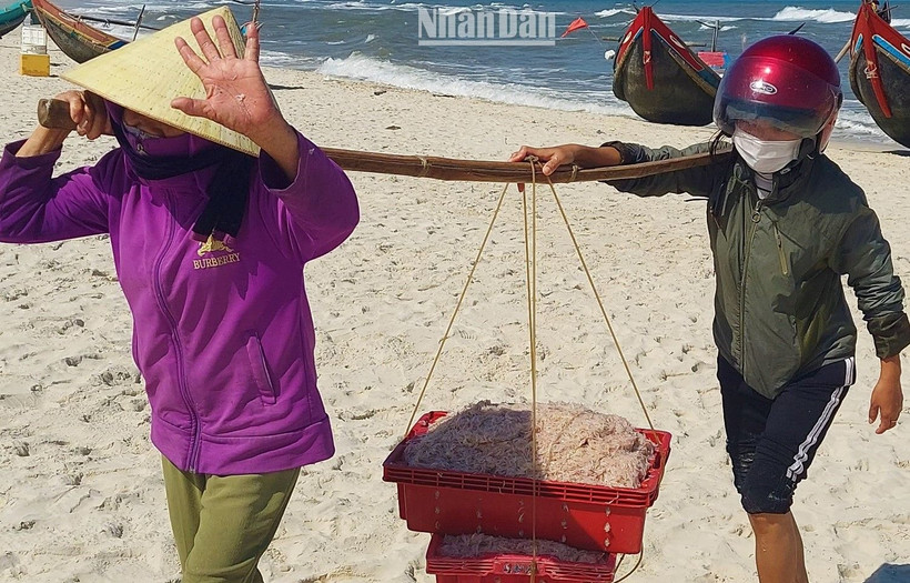 Phụ nữ làng biển bãi ngang Quảng Bình gánh ruốc từ thuyền lên bờ.
