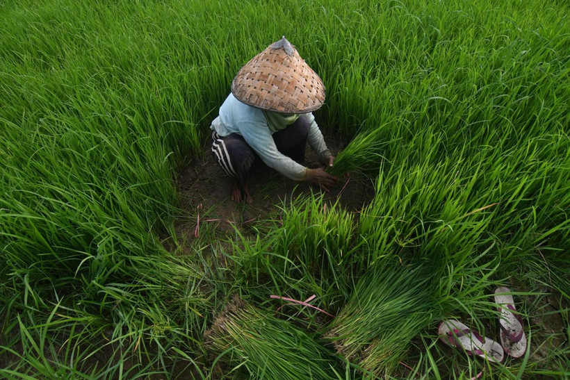 Nông dân chuẩn bị mạ cho vụ mới ở Sigi, tỉnh Trung Sulawesi, Indonesia. (Ảnh: Antara)