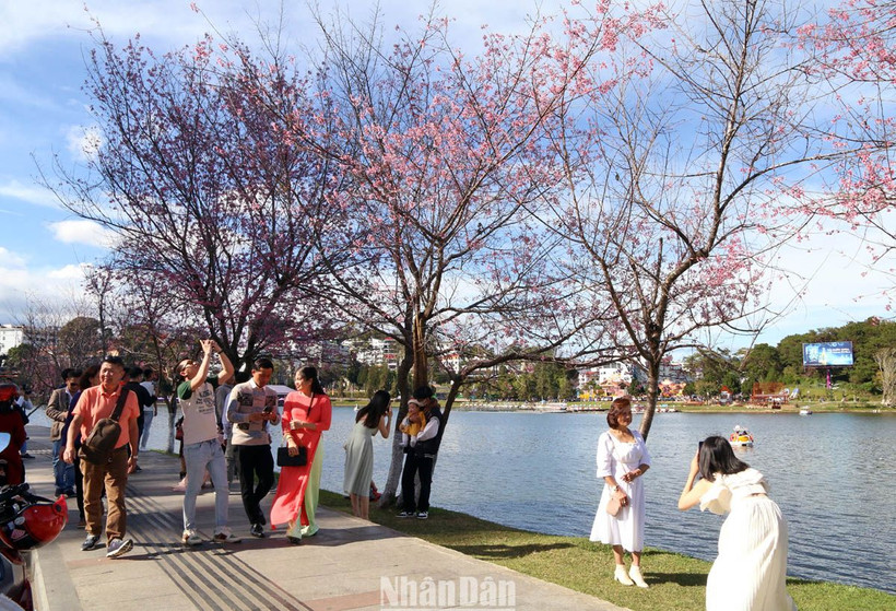 Du khách với hoa mai anh đào Đà Lạt ngày mùng 5 Tết.